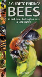 A Guide to Finding Bees in Berks, Bucks and Oxon